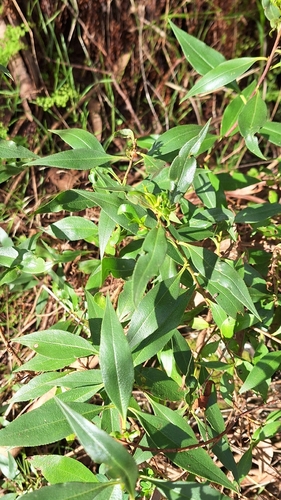 Myoporum petiolatum, photograph 5