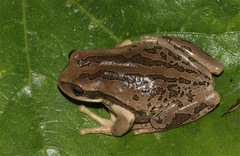 Gastrotheca cuencana