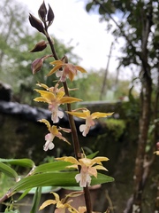 Calanthe graciliflora