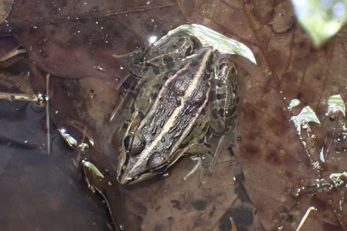 Black-spotted Frog