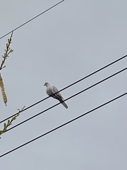 Streptopelia decaocto