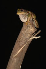 Gastrotheca cuencana