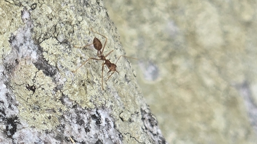 Oecophylla smaragdina