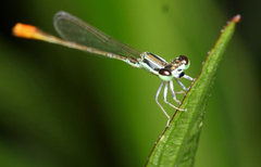 Agriocnemis femina oryzae