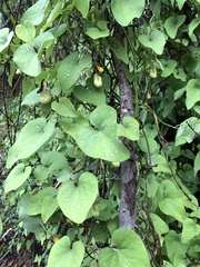 Aristolochia shimadae