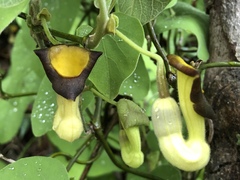 Aristolochia shimadae