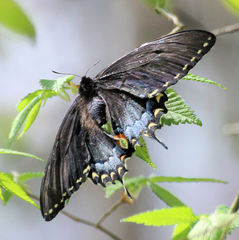 Papilio glaucus