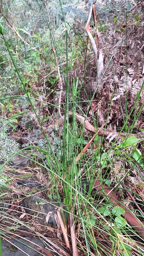 Cyperus vaginatus, photograph 5