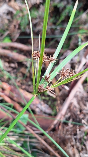 Cyperus vaginatus, photograph 6