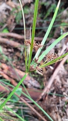 Cyperus vaginatus, photograph author not stated, no rights reserved