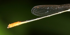 Agriocnemis femina oryzae