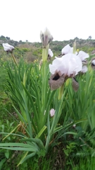 Iris hermona
