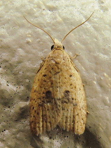 Lentiginos Moth photo 5