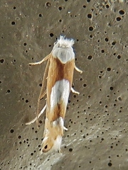 Phyllonorycter fitchella