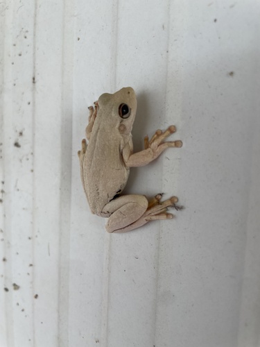 Western Laughing Tree Frog