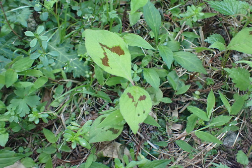 Asian jumpseed