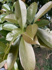 Prunus