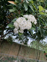 Prunus