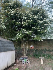Prunus