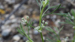 Spermolepis lateriflora