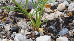 Spermolepis lateriflora