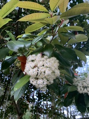 Prunus