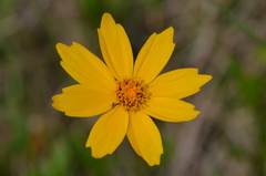 Coreopsis pubescens