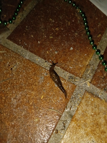 Threeband Slugs
