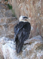 Gypaetus barbatus