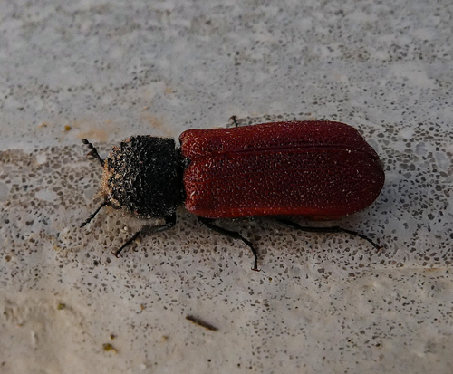 Capuchin Beetle