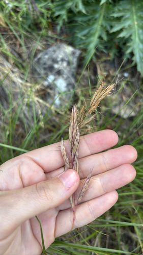 Bromus lanceolatus iNat (3)