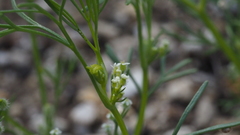 Spermolepis lateriflora