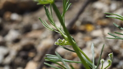Spermolepis lateriflora