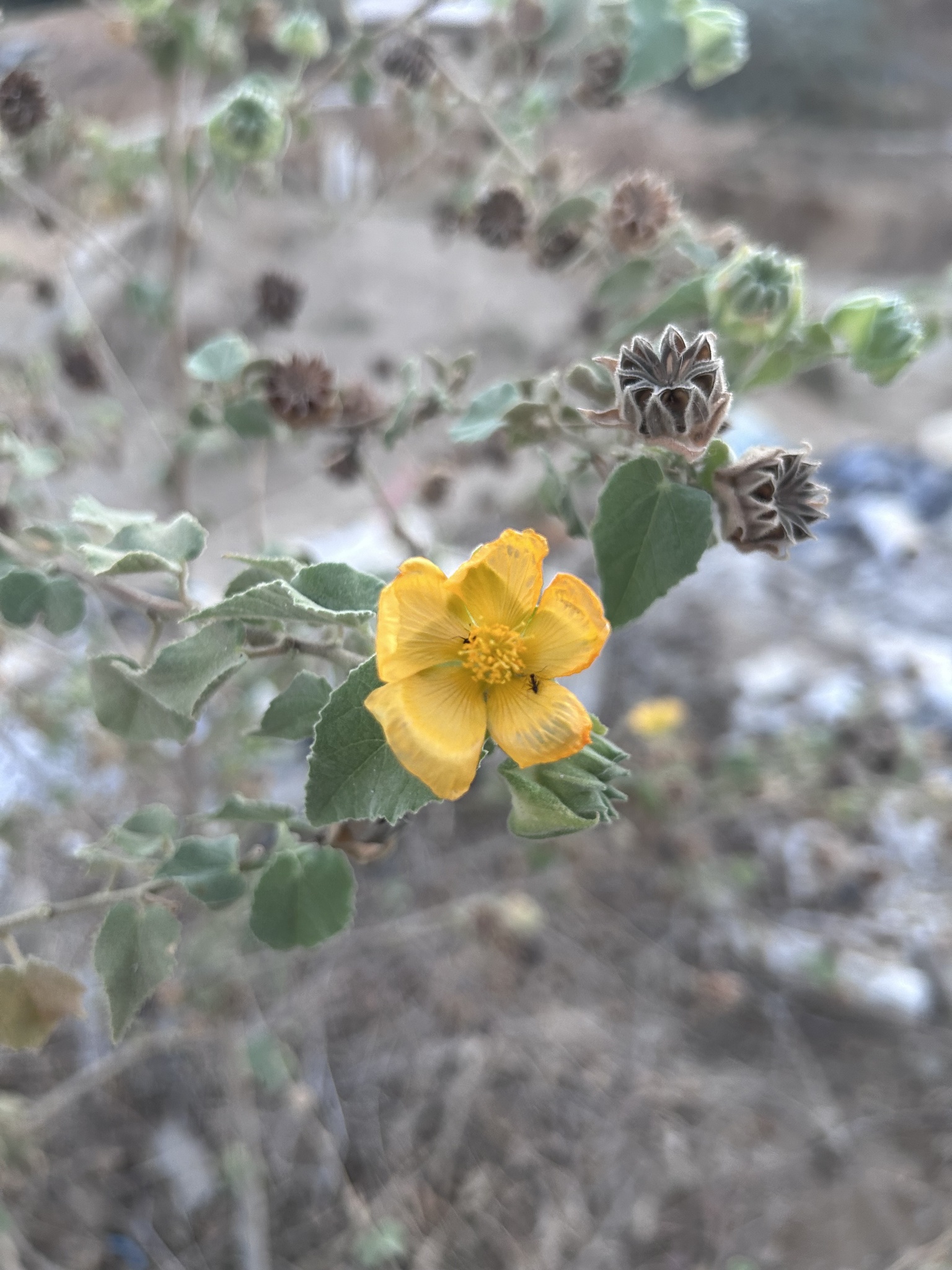 Abutilon californicum Benth.