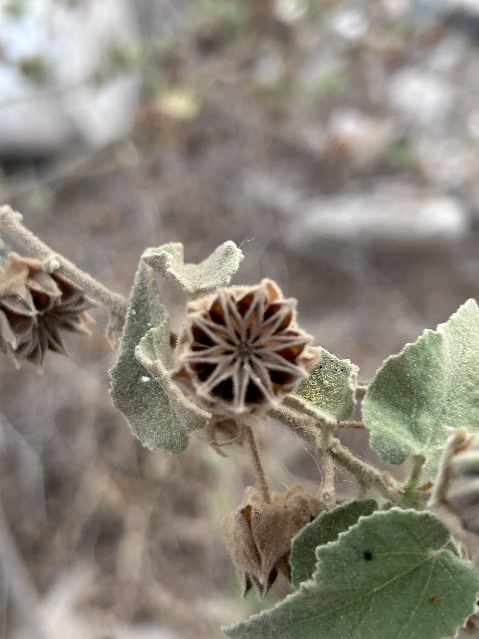 Abutilon californicum Benth. 2