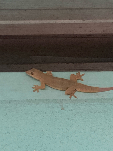 Flat-tailed House Gecko