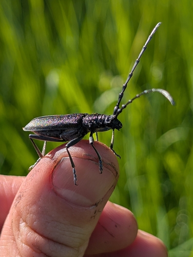 Capricorn beetle, Sachsen-Anhalt, DE, photo 9 of 10