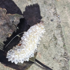 Dalceridae
