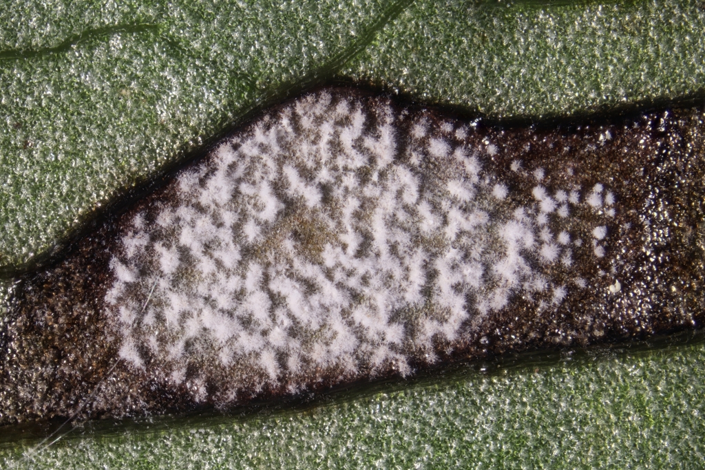 Ramularia hellebori