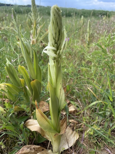 Lizard Orchid