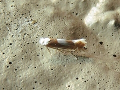 Phyllonorycter fitchella