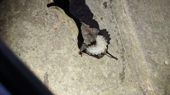 Dalceridae