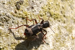 Thanasimus undatulus