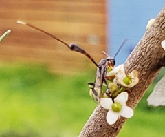 Gasteruption tarsatorius