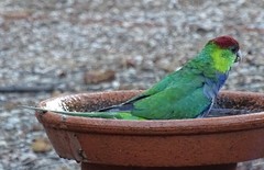 Purpureicephalus spurius