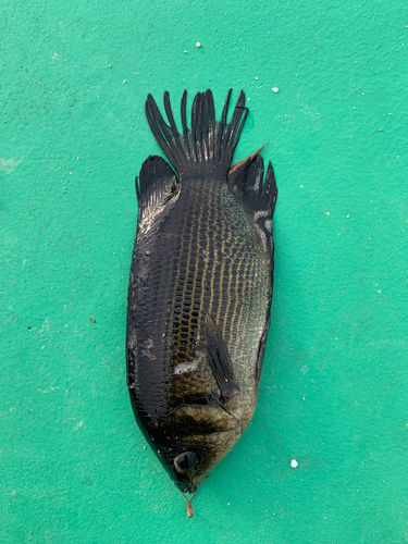 Helostoma temminckii