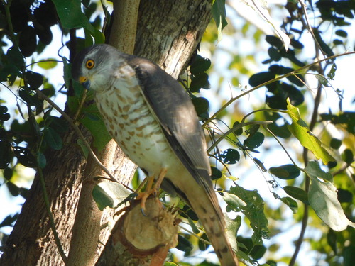 Shikra