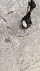 Dalceridae