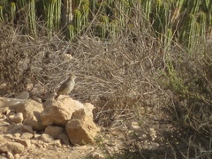 Galerida cristata