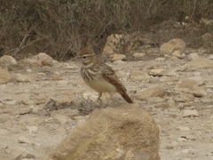 Galerida cristata